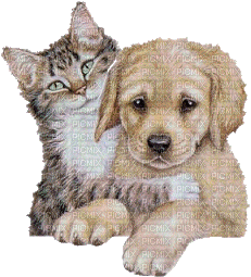 Kaz_Creations Animals Animal Dog Cat Animated - GIF animate gratis