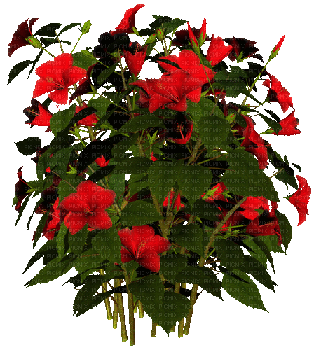 Bloemen en Planten - GIF เคลื่อนไหวฟรี