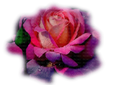 patymirabelle fleur 1 rose - darmowe png
