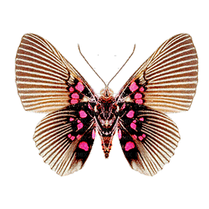 all my butterflys - Gratis geanimeerde GIF