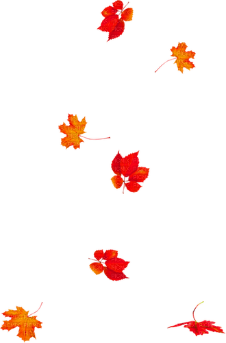 Leaves.Red.Orange - darmowe png