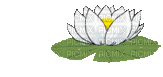 lotus - Ücretsiz animasyonlu GIF