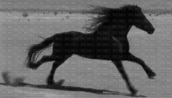 cavalo - Δωρεάν κινούμενο GIF