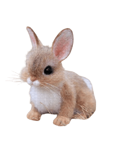 bunny 4 - 免费PNG