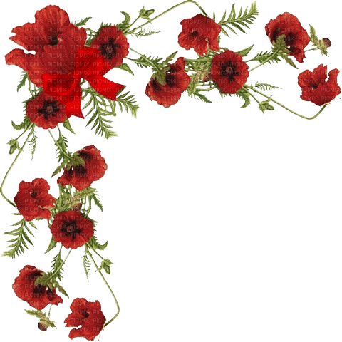 cadre coquelicots - 免费PNG
