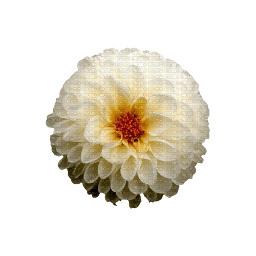 kikkapink deco scrap white flower - PNG gratuit