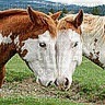 Deux chevaux - nemokama png
