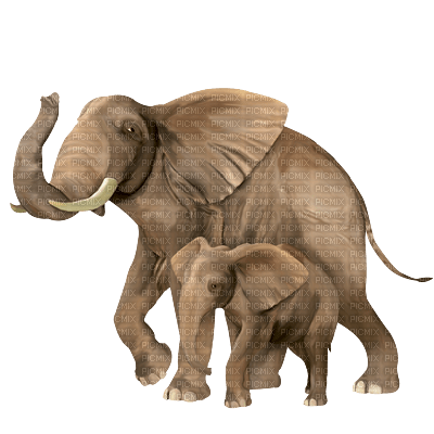 djur-elefanter - bezmaksas png