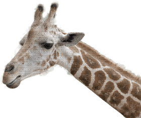 Kaz_Creations Giraffe - 無料png
