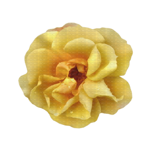 kikkapink yellow summer flower - PNG gratuit