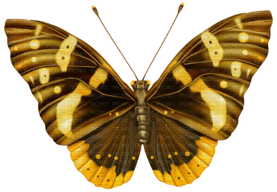 Kaz_Creations Butterfly - besplatni png