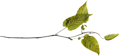 Kaz_Creations Deco Green Leaves Leafs Colours - 免费PNG