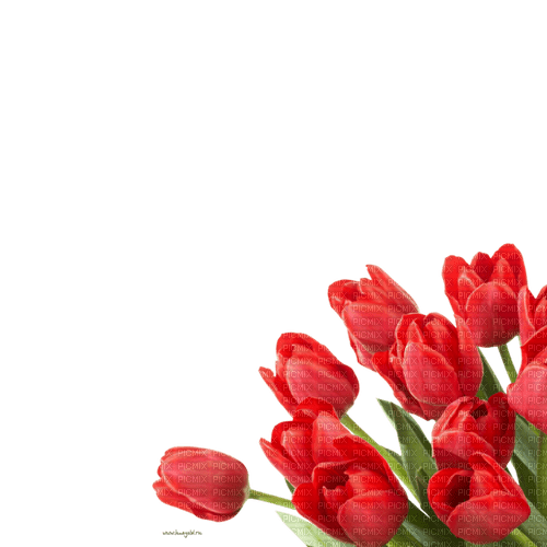 tulips  Bb2 - nemokama png