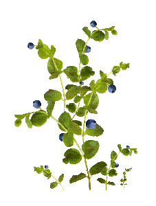 blad kvist----leaf twig - фрее пнг