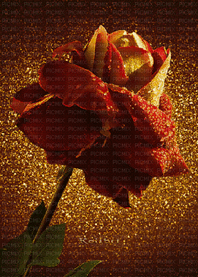 MMarcia gif rosa vermelha red  golden fundo - Бесплатный анимированный гифка
