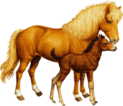 Chevaux ! - Free PNG
