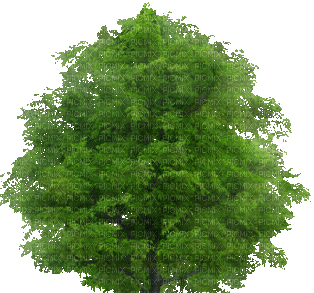 Baum - Darmowy animowany GIF