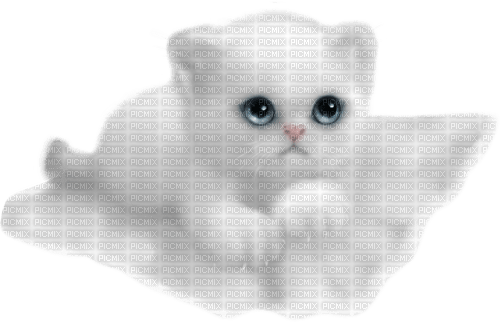 white cat - ücretsiz png