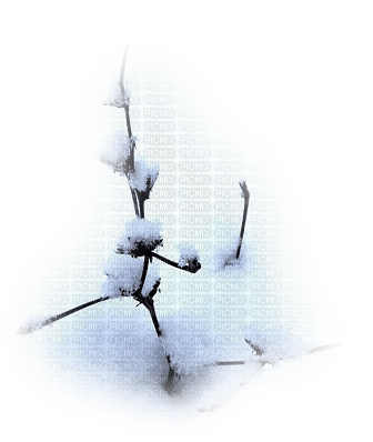 cecily-branche neige - PNG gratuit