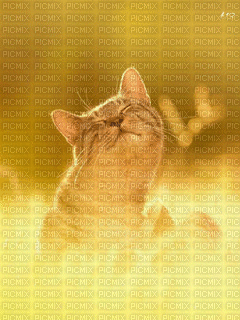 Cat.Chat.Victoriabea - GIF animé gratuit