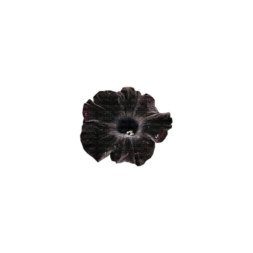 kikkapink deco scrap black gothic flower - PNG gratuit