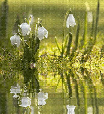 Snowdrop Spring - GIF animasi gratis