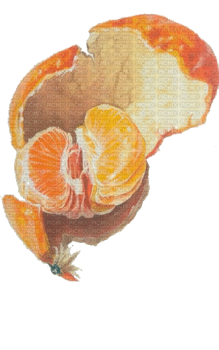 orange fruit - Бесплатни анимирани ГИФ