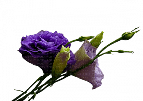 rosa  violet - PNG gratuit
