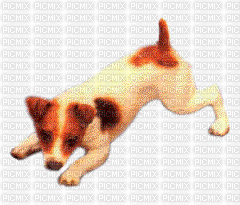 Puppy :) - GIF animasi gratis