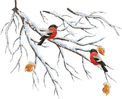 loly33 oiseaux hiver - zdarma png