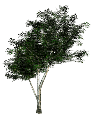 Kaz_Creations Trees Tree - zdarma png