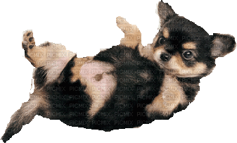 Chihuahua - Zdarma animovaný GIF