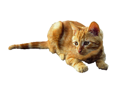Kaz_Creations Animated  Cat Kitten - Gratis animerad GIF
