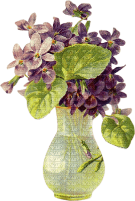 jaron violetas dubravka4 - zdarma png