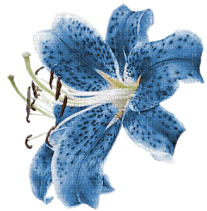 Blue Lily - PNG gratuit