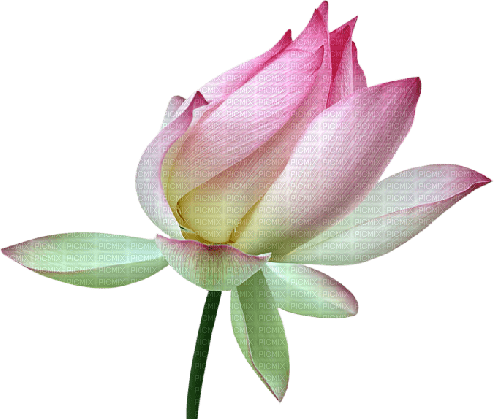 dolceluna pink flower summer spring - png gratuito