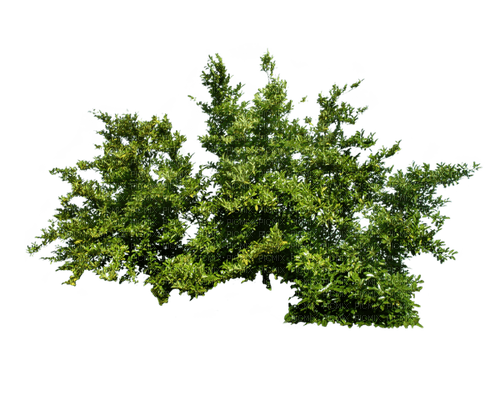 arbre feuilles - PNG gratuit