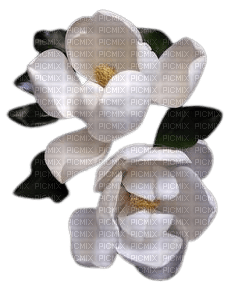 magnolia - ilmainen png