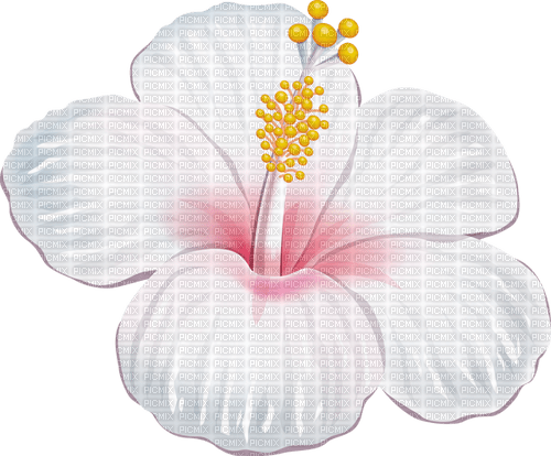 white flower - nemokama png