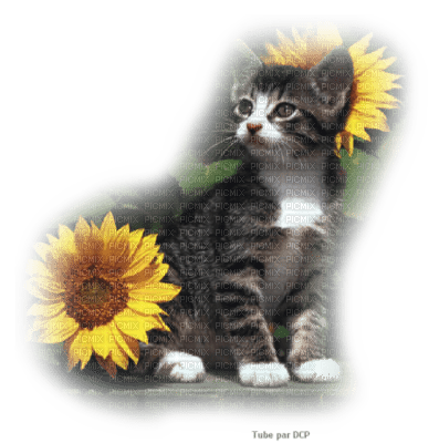 chaton adorable - 免费PNG