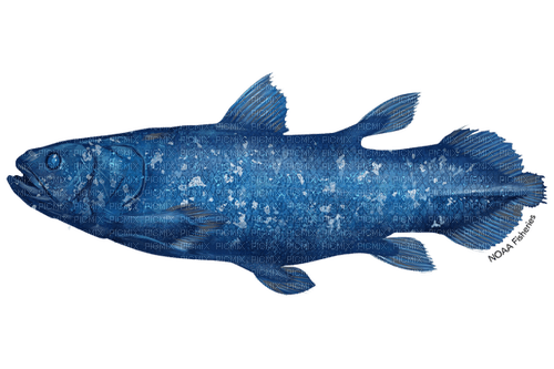 coelacanth [NOAA] - png ฟรี