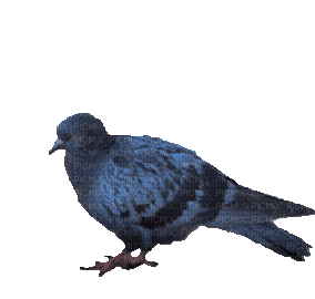 Птица - GIF animasi gratis