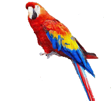 patymirabelle perroquets - PNG gratuit