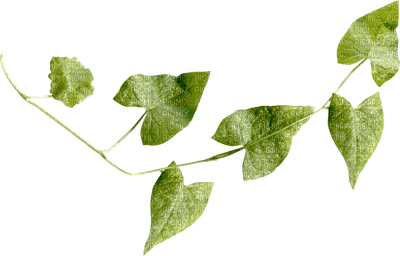 minou-Leaves-löv-blad - png gratis