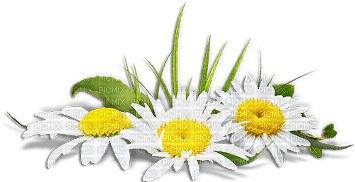 soave deco flowers daisy yellow green - бесплатно png