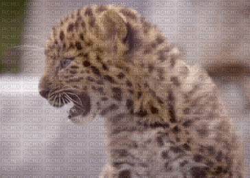leopardo - GIF animado gratis