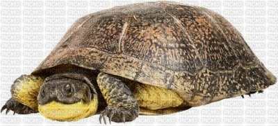 tortue - zadarmo png