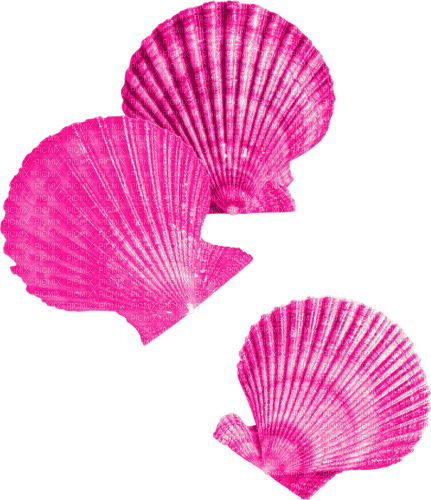 Seashells.Pink - kostenlos png