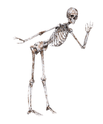 skeleton - zadarmo png
