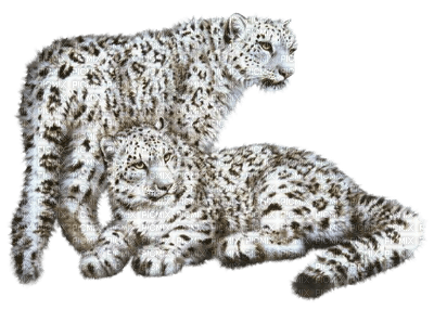 snow leopard bp - bezmaksas png